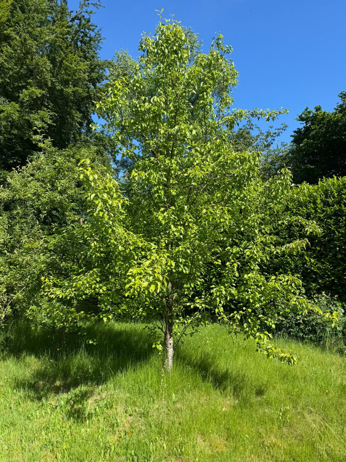 3 appel & 1 peren boom, Tuin en Terras, Ophalen, Volle zon, Overige soorten