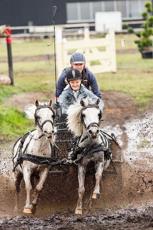 Leuk span welsh x shetlander pony’s, Dieren en Toebehoren, Ruin, A pony (tot 1.17m)