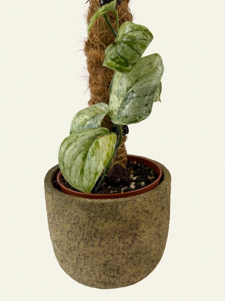 Scindapsus Peasun, Huis en Inrichting, Kamerplanten, Ophalen of Verzenden, Halfschaduw, Minder dan 100 cm