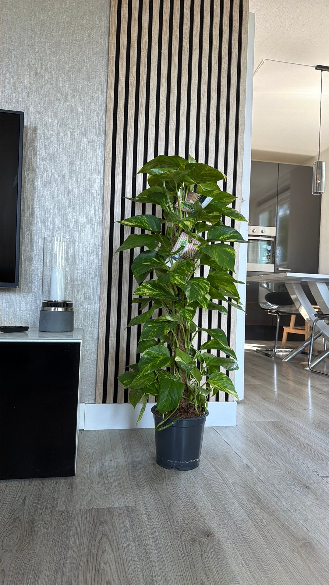 Grote Epipremnum Aureum (Scindapsus) kamerplant in pot, Huis en Inrichting, Kamerplanten, 100 tot 150 cm, Overige soorten, In pot