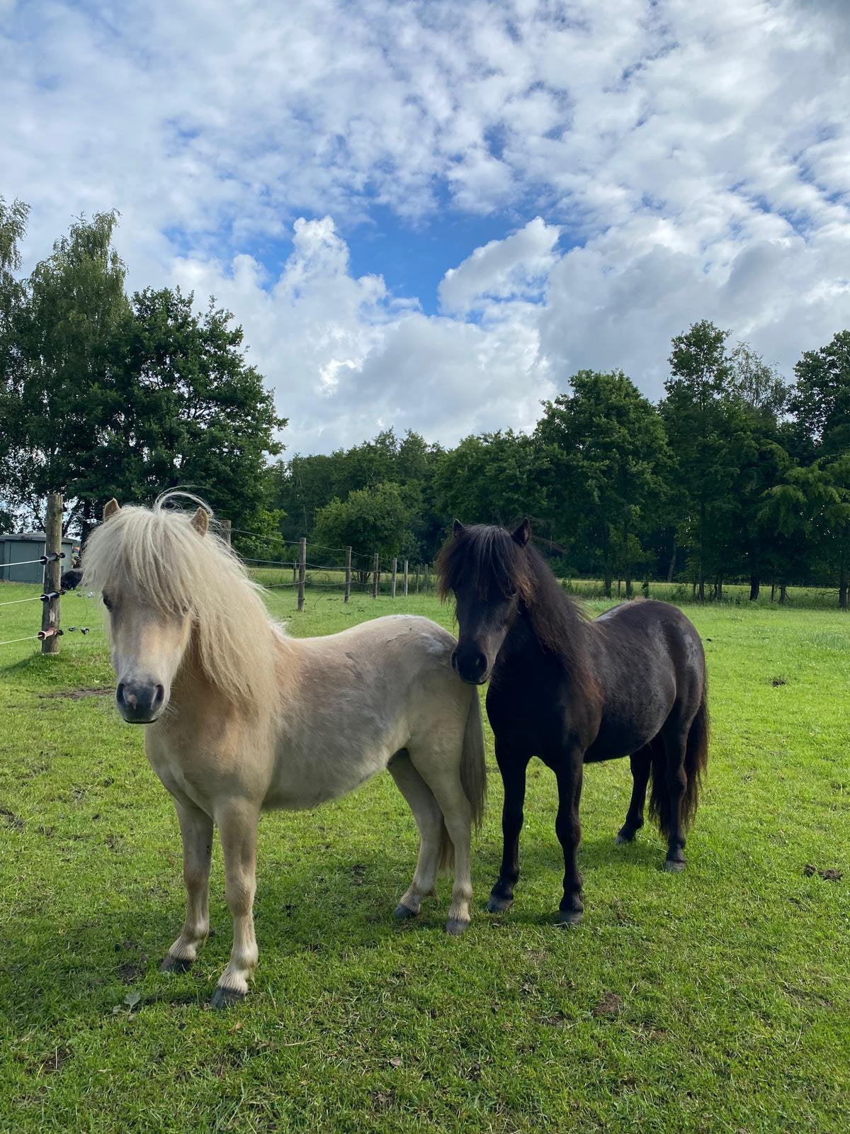 NSPS 2 mini Shetland pony’s te koop, Meerdere dieren, A pony (tot 1.17m), Met stamboom, 0 tot 2 jaar