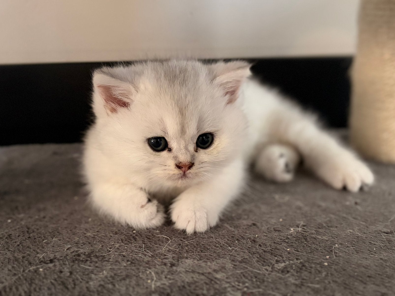 Britse korthaar kittens, Dieren en Toebehoren, Meerdere dieren, Ontwormd