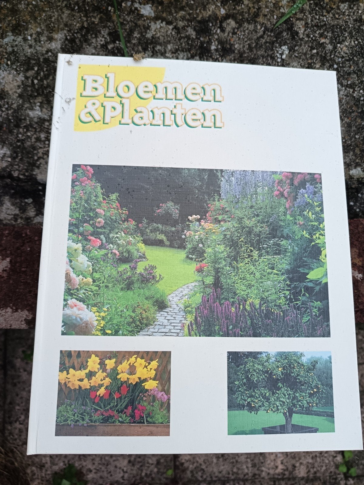 2 Klappers *Bloemen & Planten iemand interesse?, Ophalen, Tuinieren en Tuinplanten