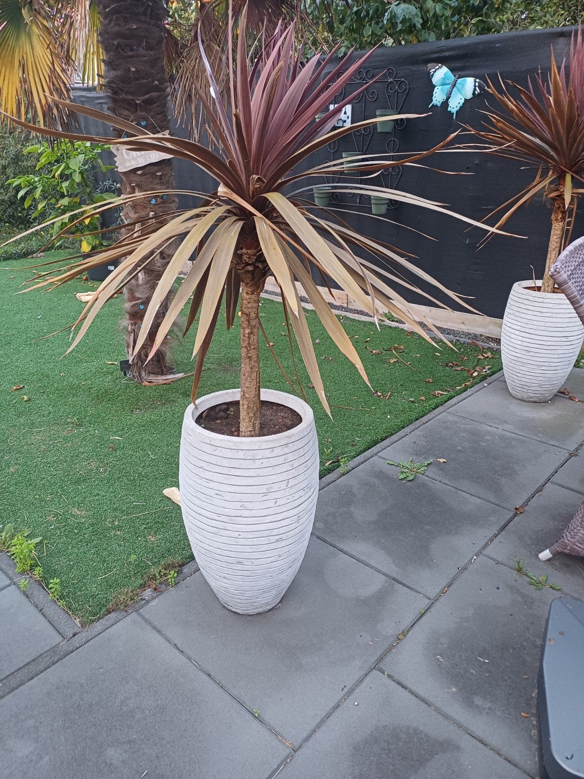 Grote potten  met Cordyline Australis Red Star, Ophalen, Kunststof, Gebruikt, Minder dan 60 cm