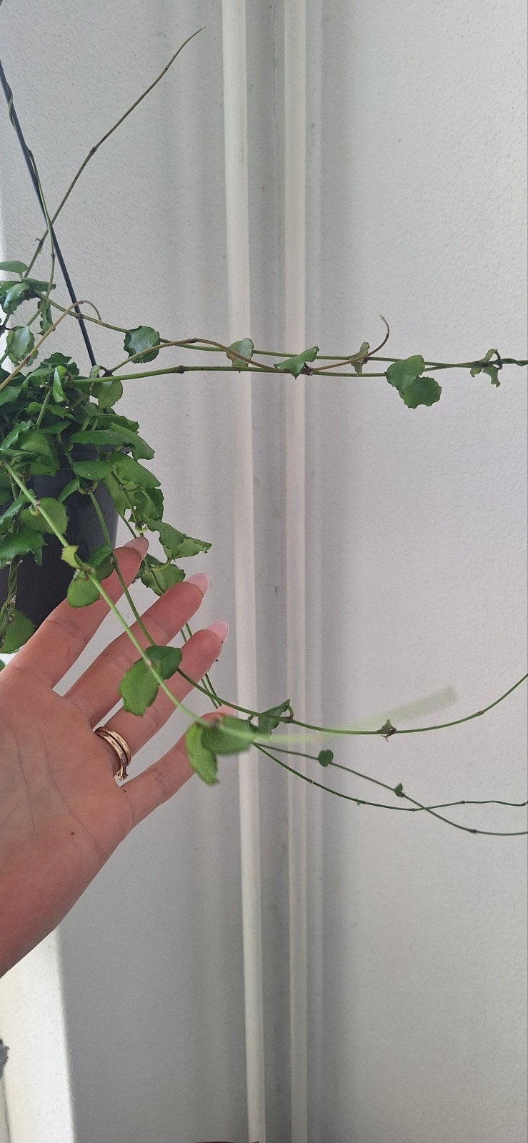 Hoya endauensis, Ophalen of Verzenden, Halfschaduw, Minder dan 100 cm