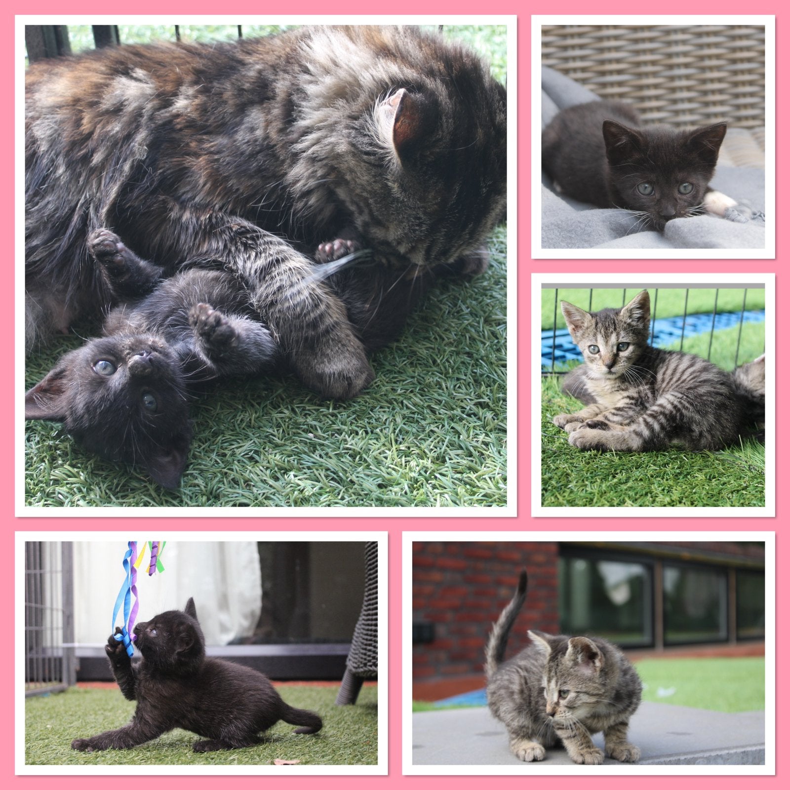 💙Maine coon x Europese korthaar kittens 🩷, Meerdere dieren, Langharig, 0 tot 2 jaar