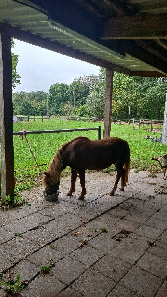 Verzorgpony, Ophalen, Nieuw