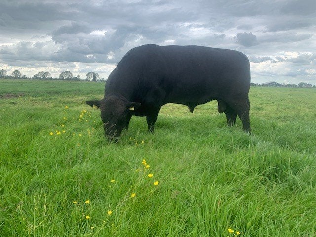 Aberdeen Angus Stier, Dieren en Toebehoren, Runderen, Mannelijk, 3 tot 6 jaar