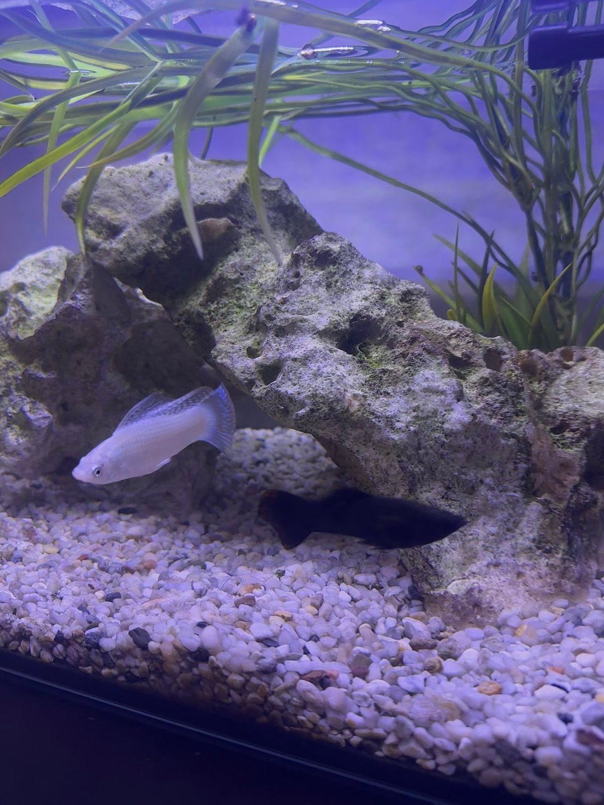 2x molly vissen gratis, Dieren en Toebehoren, Vissen | Aquariumvissen, Vis
