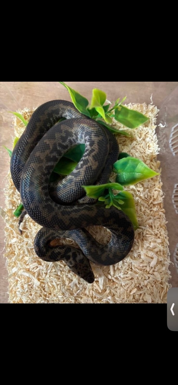 Gevlekte Python (Antaresia maculosa) NK 25, Slang, Met terrarium, 0 tot 2 jaar