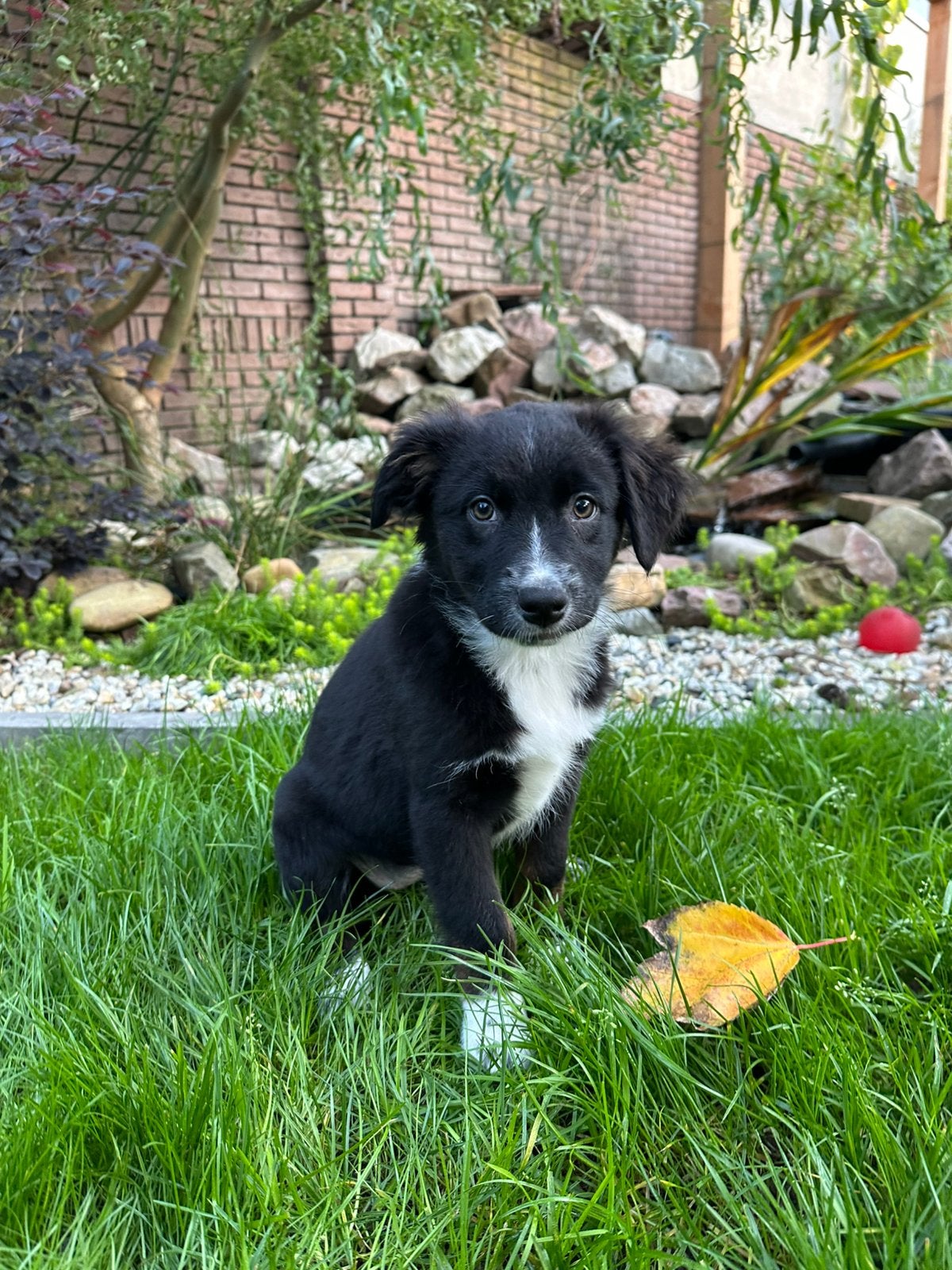 Australian Sheperd puppy met stamboom, CDV (hondenziekte), 8 tot 15 weken, Teef, Eén hond