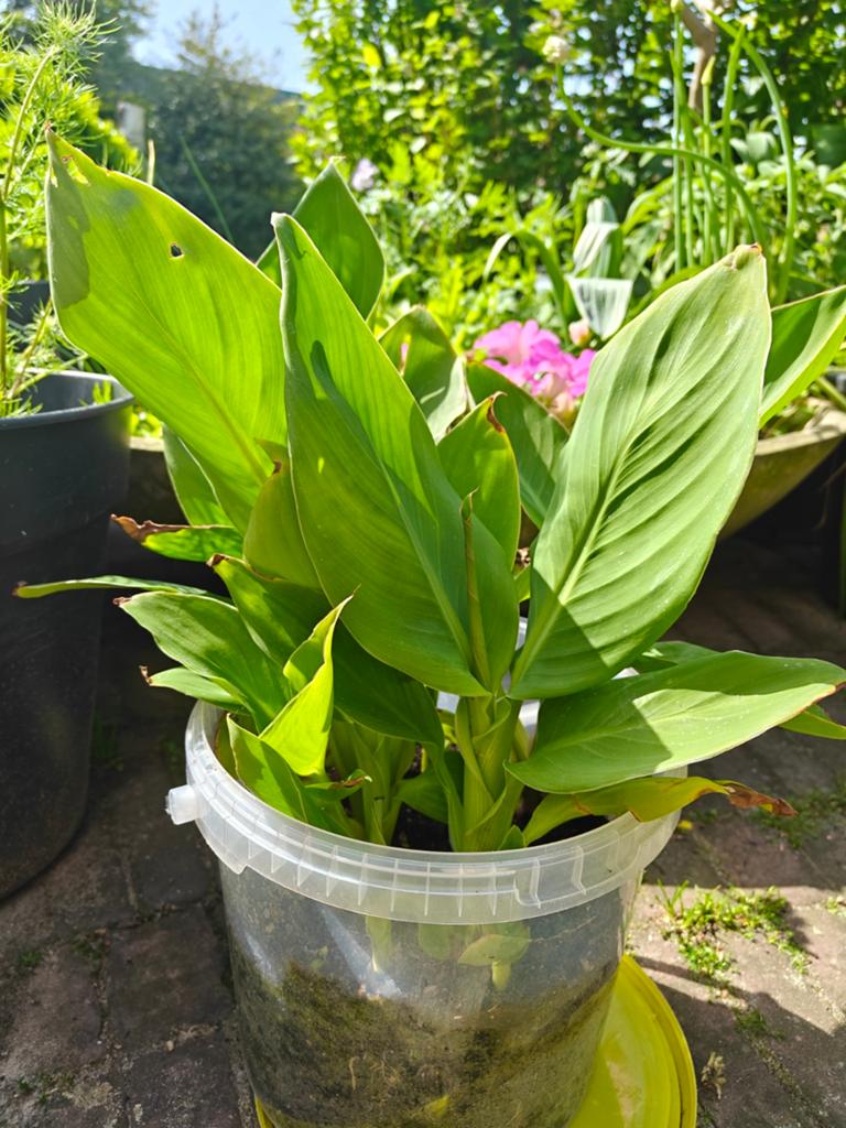 Canna mix stekjes, Volle zon, Vaste plant, Zomer, Ophalen