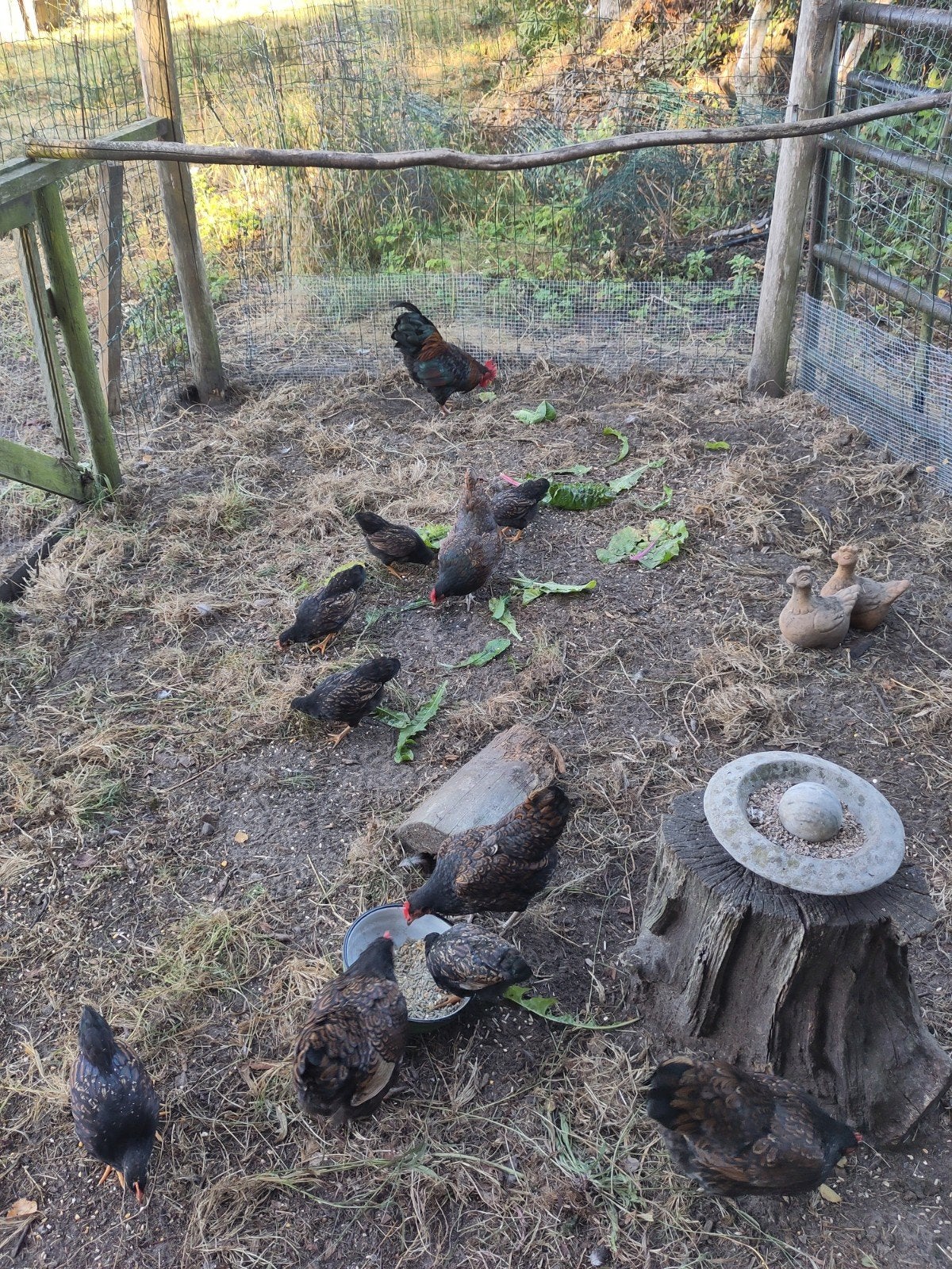 Barnevelder kriel halfwas, Dieren en Toebehoren, Meerdere dieren, Kip