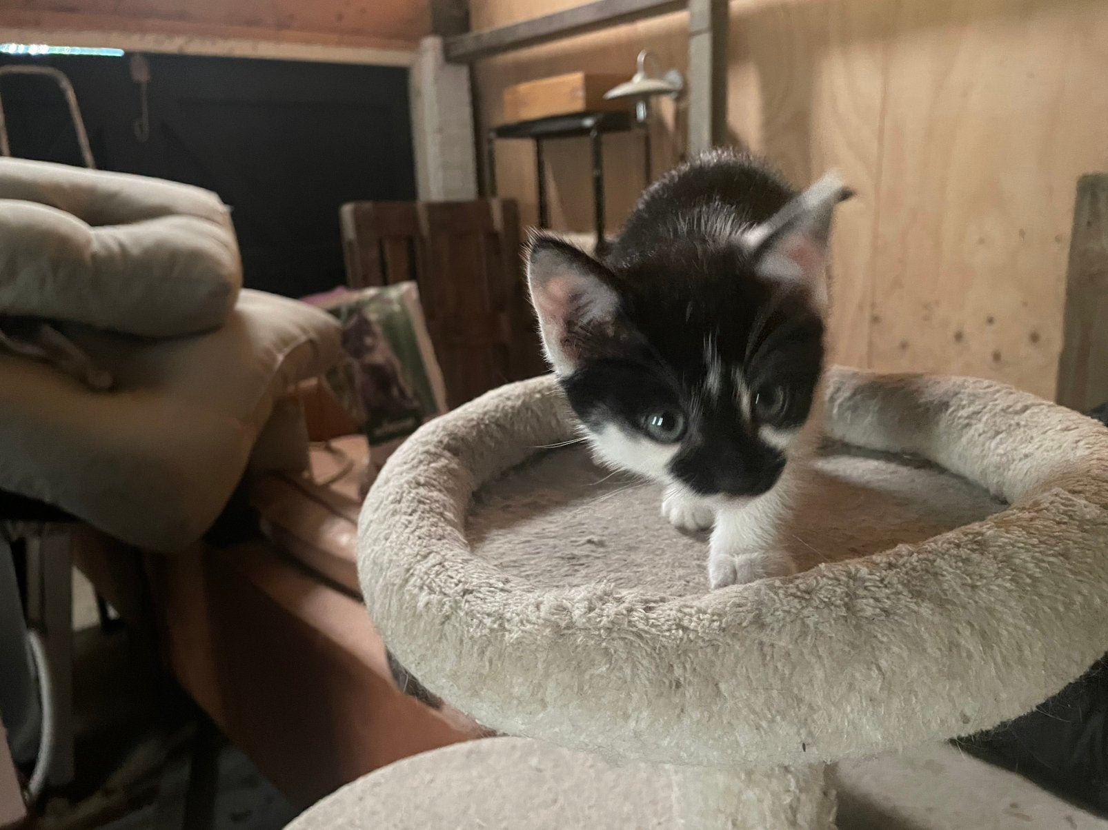 Prachtige zwart witte kittens; nog 3 poesjes ️, Dieren en Toebehoren, Meerdere dieren, Kortharig, 0 tot 2 jaar
