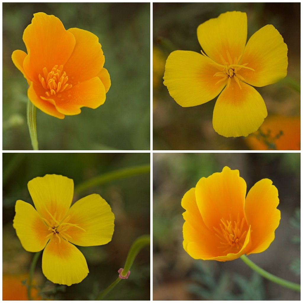 Zaden slaapmutsje oranjegeel (Eschscholzia californica), Ophalen of Verzenden, Najaar, Volle zon, Zaad