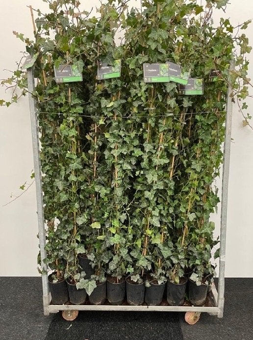 Hedera (Klimop) 175-200cm, Vaste plant, Ophalen of Verzenden, Bloeit niet, Halfschaduw