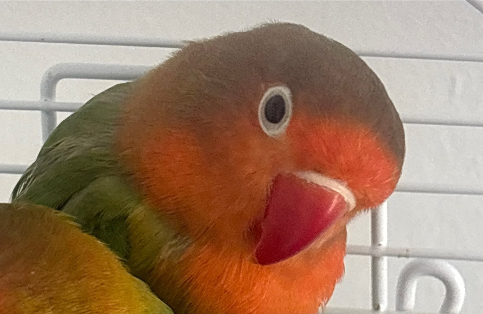 Lovebirds (1) and Cage, Dieren en Toebehoren, Vogels | Parkieten en Papegaaien, Meerdere dieren, Papegaai