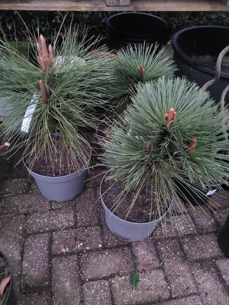 Pinus Jeffreyi 'Joppie' - pinus, Tuin en Terras, Planten | Tuinplanten, Ophalen