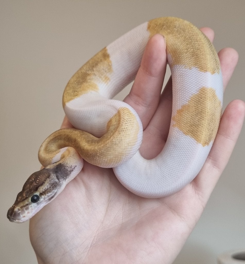 0.1 mojave enchi pin pied koningspython Ball Python photo 2
