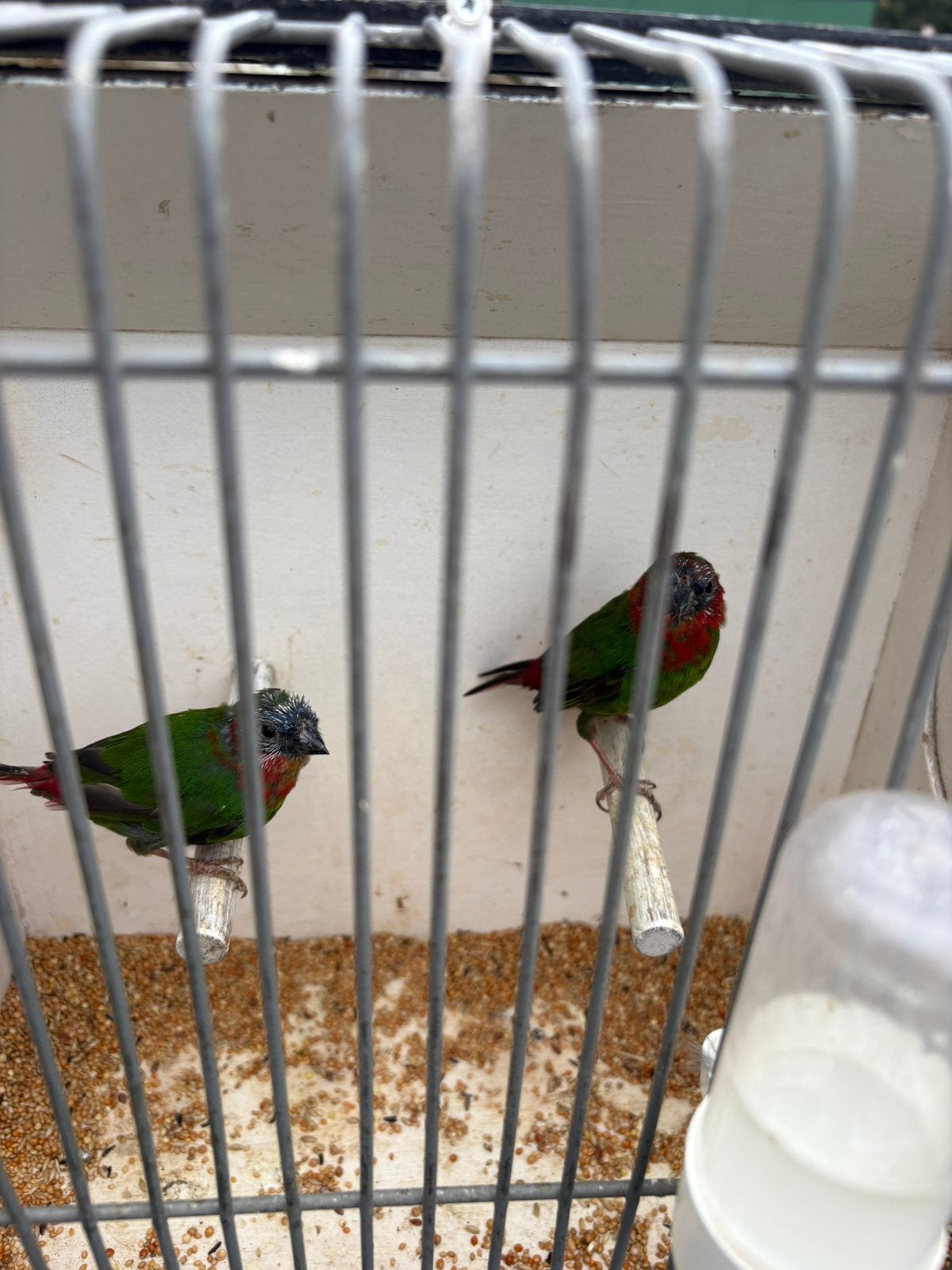Roodkop papagaai amadine, Dieren en Toebehoren, Meerdere dieren, Geringd