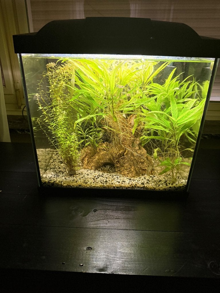 Aquarium, Ophalen, Inclusief vissen, Juwel, Gevuld zoetwateraquarium