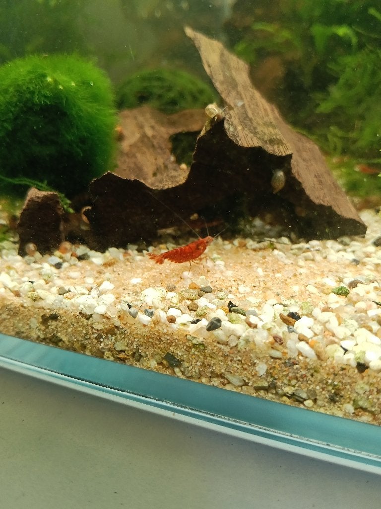 Vuur garnalen prachtig van kleur neocaridina tropisch 🦐, Dieren en Toebehoren, Kreeft, Krab of Garnaal, Zoetwatervis