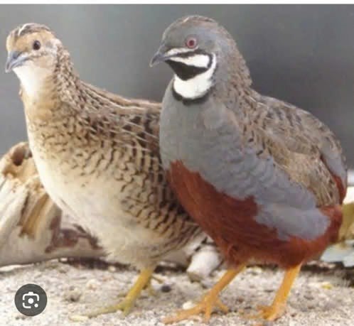 Chinese Dwergkwartel, Vrouwelijk