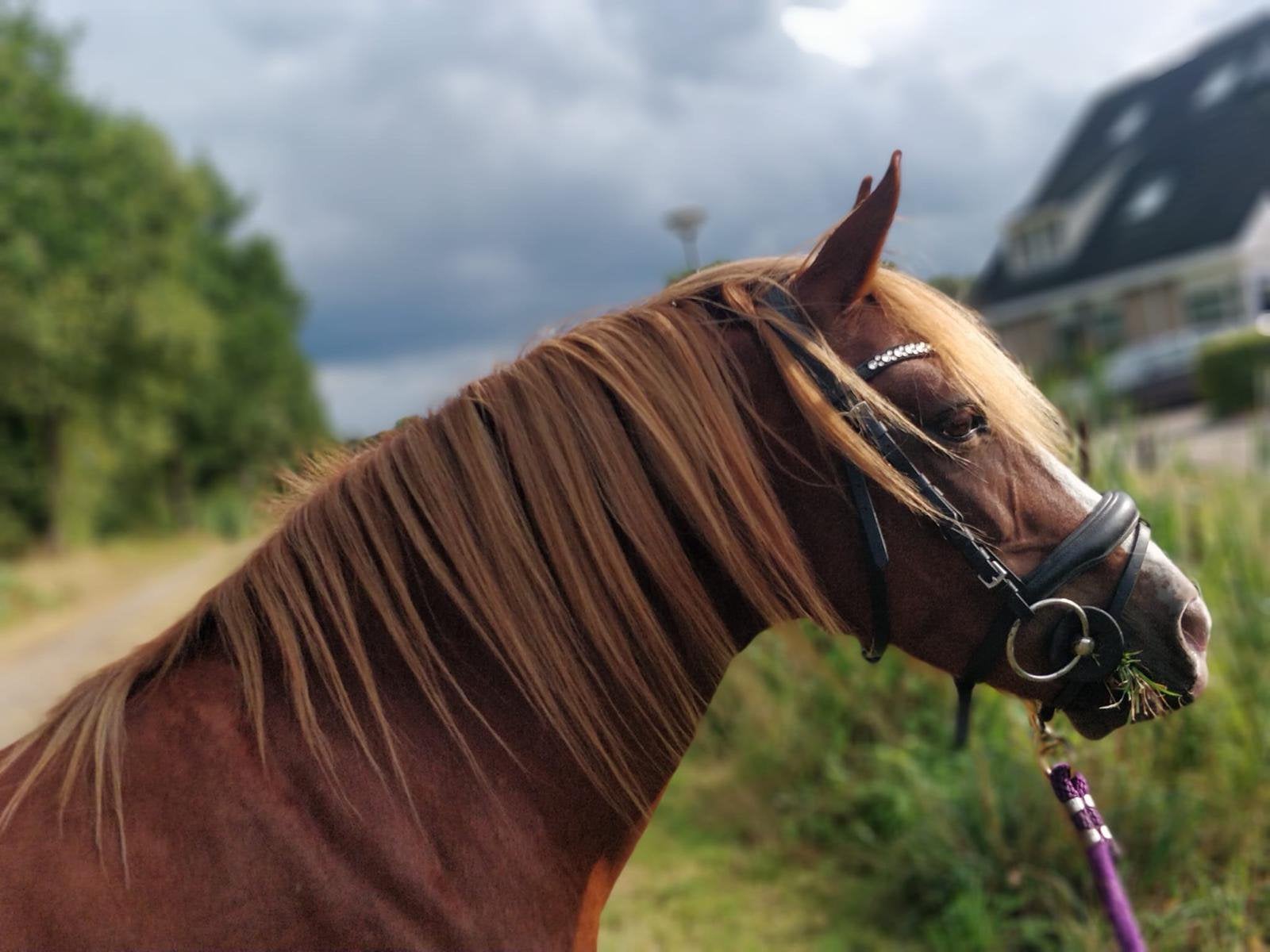 Lieve kleine c pony zoekt vijf sterren huisje, Dieren en Toebehoren, Paarden, Merrie, Minder dan 160 cm, 11 jaar of ouder