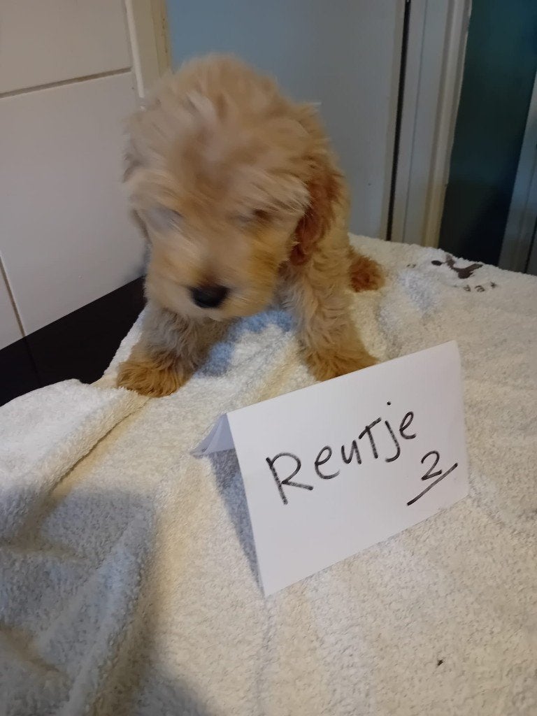 mooie puppy,s labradoodles 2 reutjes, Nederland, Overige rassen, 8 tot 15 weken, Meerdere