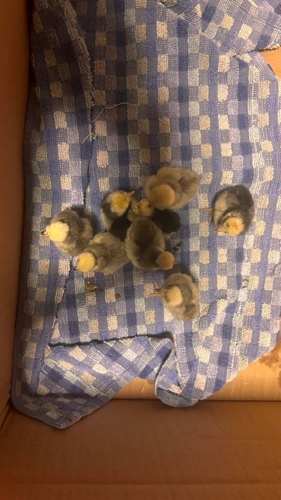 Hollandse kuifhoen kuikens (BE), Meerdere dieren, Kip
