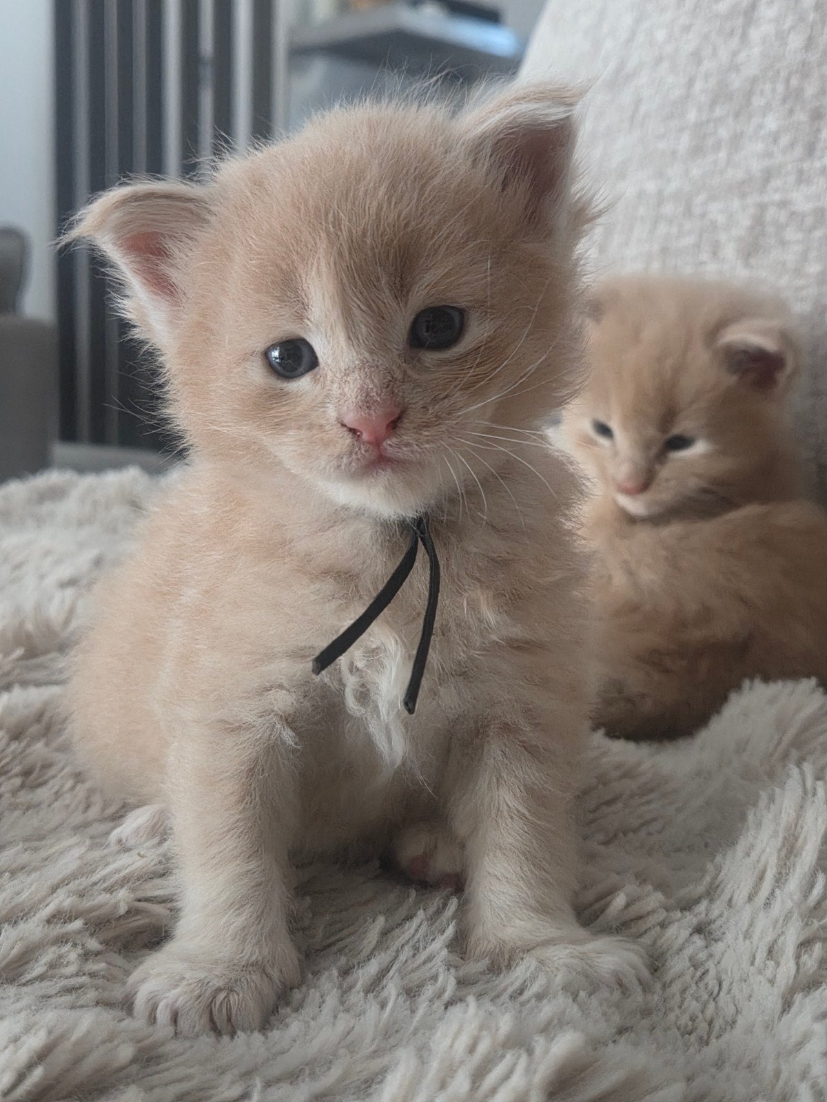 Zeer grote unieke creme maincoon kittens main coon, Meerdere dieren, Gechipt