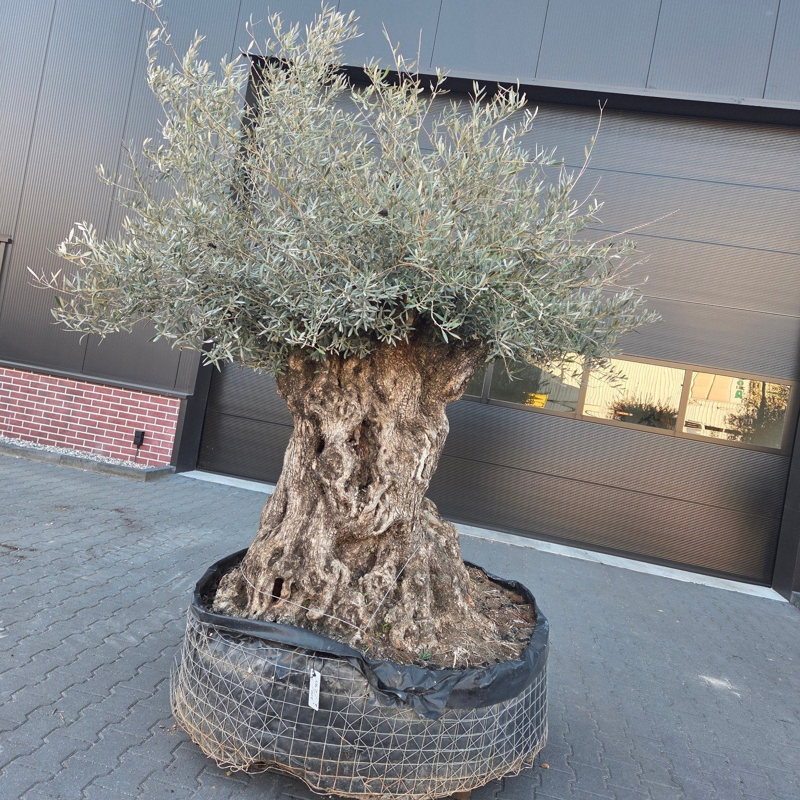 Olea Europaea rustico olijfbomen te koop, Tuin en Terras, Planten | Bomen, Ophalen, Volle zon, Olijfboom, 100 tot 250 cm