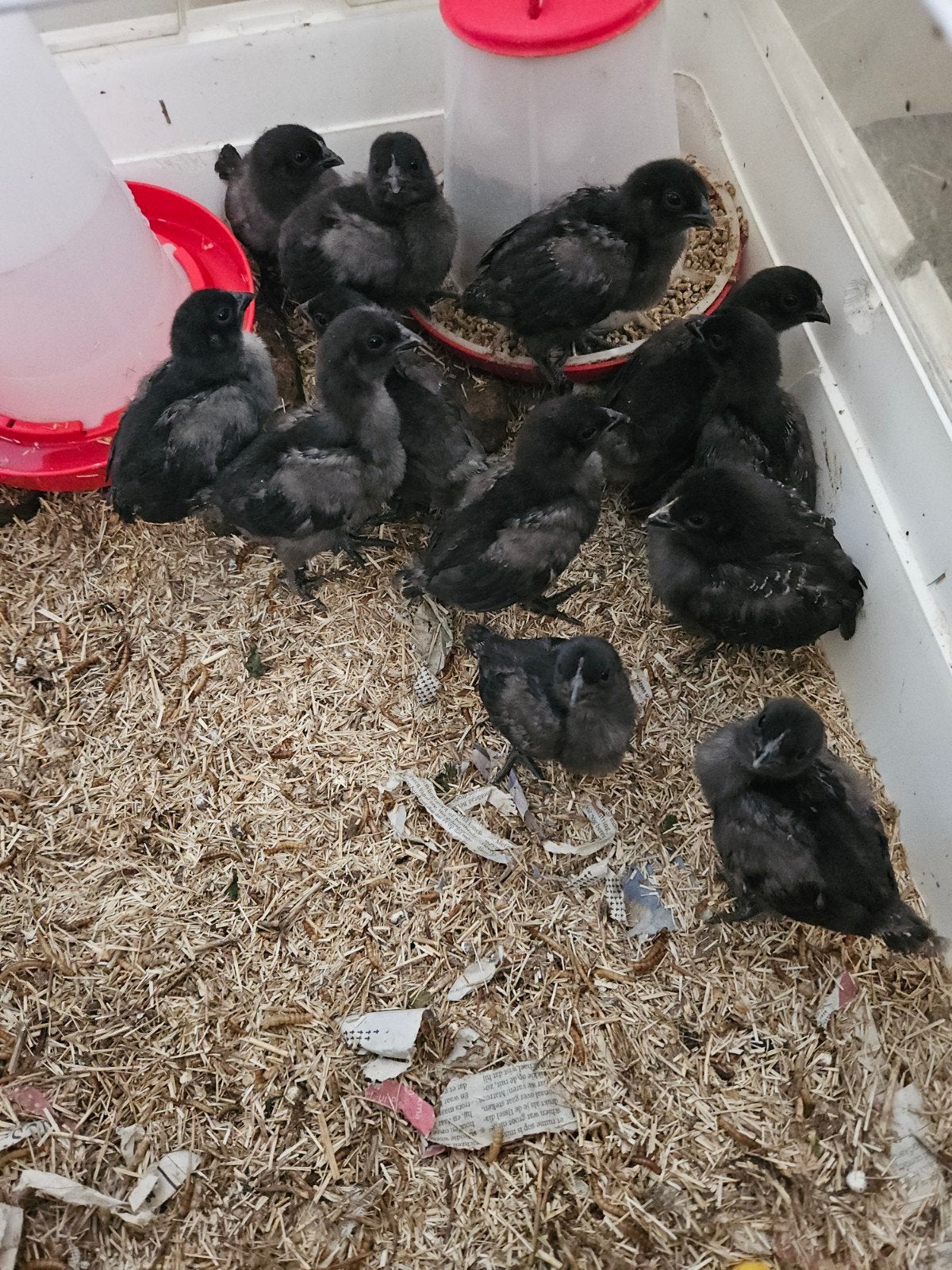 Te koop raszuiver Ayam Cemani kuikens., Meerdere dieren, Kip