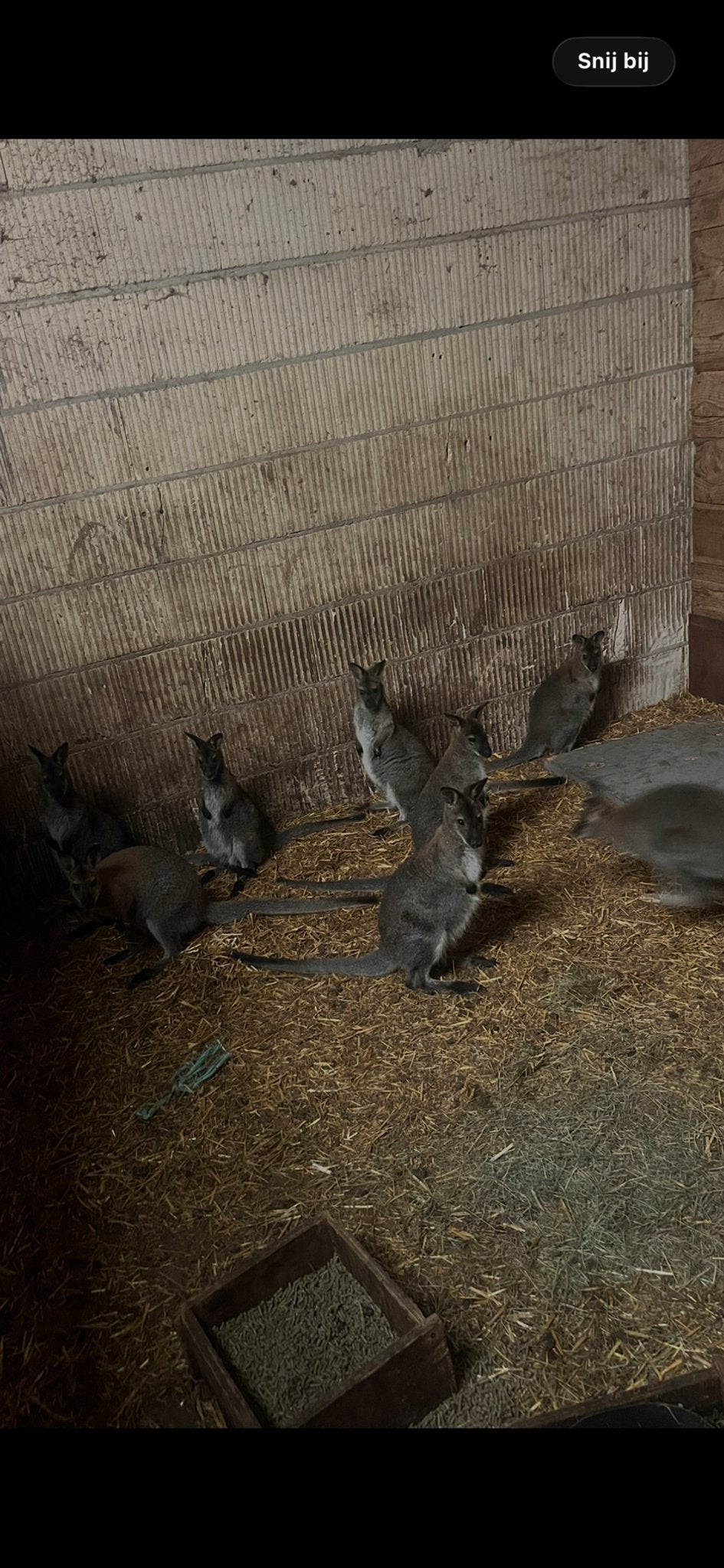 Wallaby mannen, Januari, Mannelijk