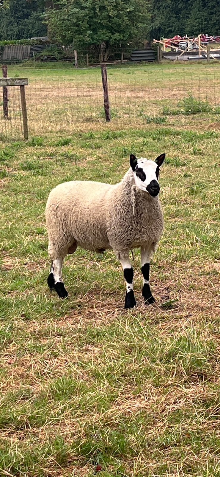 Te koop: Kerry Hill ram, Mannelijk, Schaap, 0 tot 2 jaar