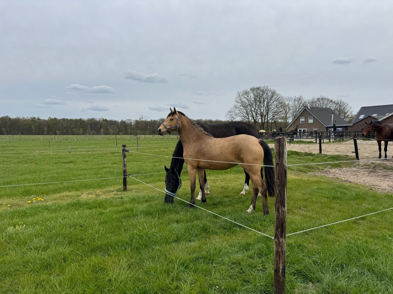 Veel belovende sport pony!, Merrie, Met stamboom, Dressuurpony, 0 tot 2 jaar