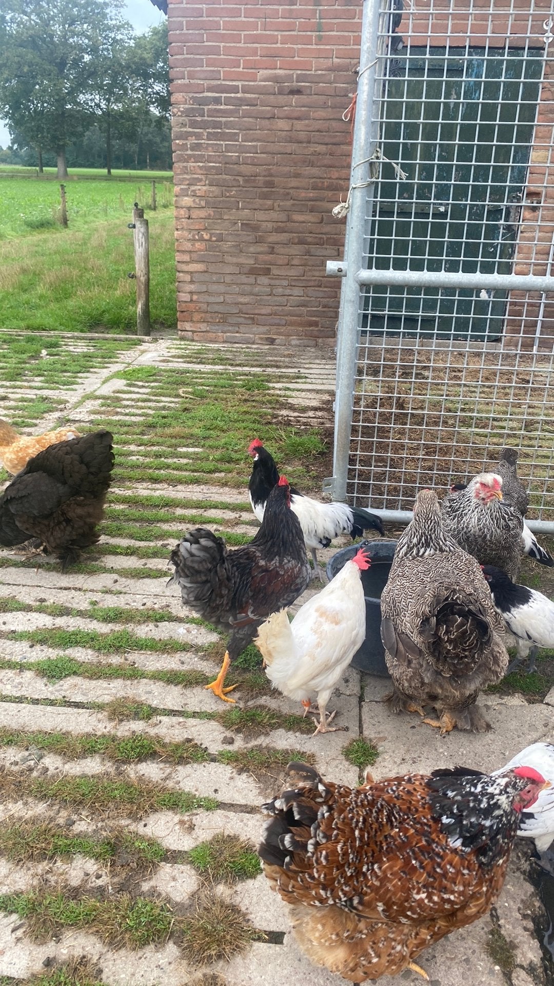 Mooie haan barnevelder blauw gezoomd, Dieren en Toebehoren, Mannelijk, Kip