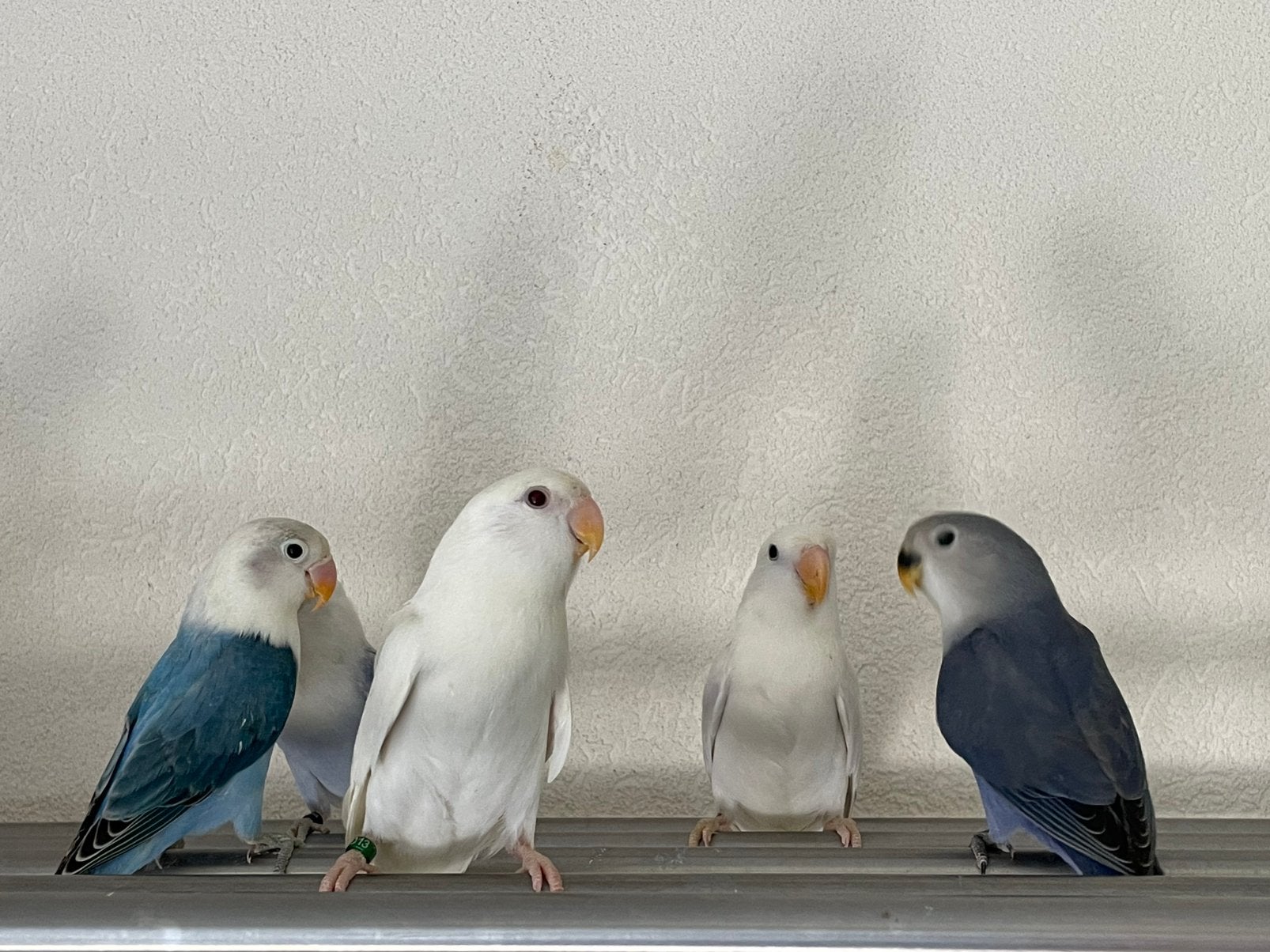 Agapornis Dwergpapegaai Lovebird Handtam bijt nie, Dieren en Toebehoren, Meerdere dieren, Papegaai, Geringd