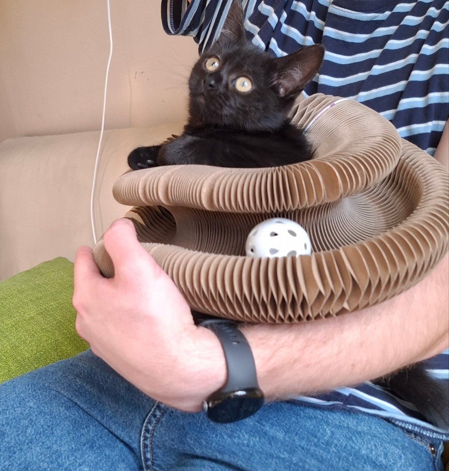 2 kr ragdoll x mainecoon en brit meisje zwart .zwart/wit, Poes, Ontwormd, 0 tot 2 jaar