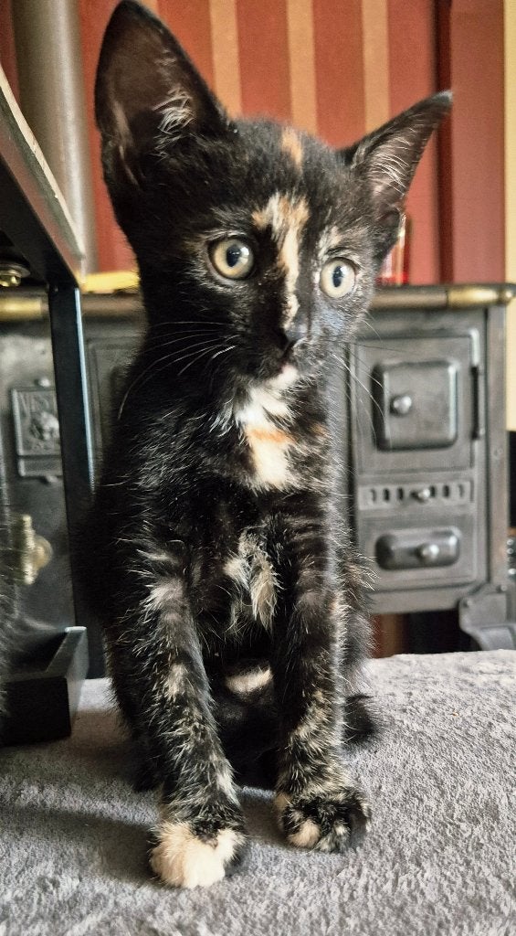 Heel lieve aanhankelijke knuffel kitten in huis geboren., Meerdere dieren, Ontwormd, 0 tot 2 jaar