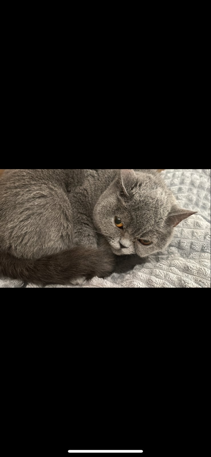 Britsekorthaar, Dieren en Toebehoren, Katten en Kittens | Overige Katten, Poes