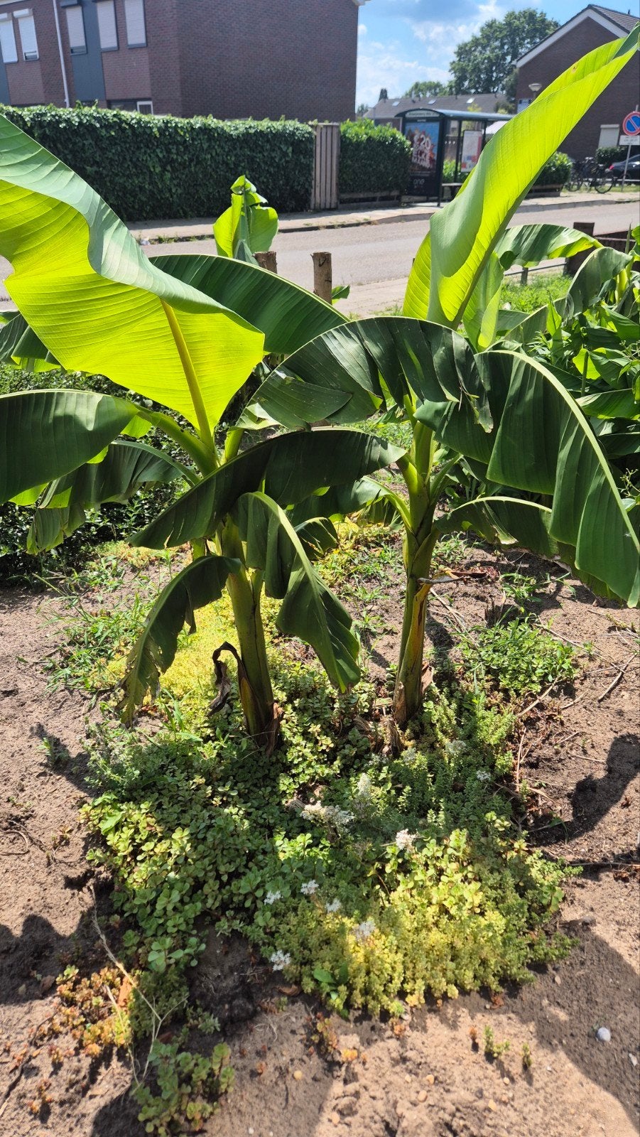 Bananen bomen, Ophalen, Volle zon, Overige soorten