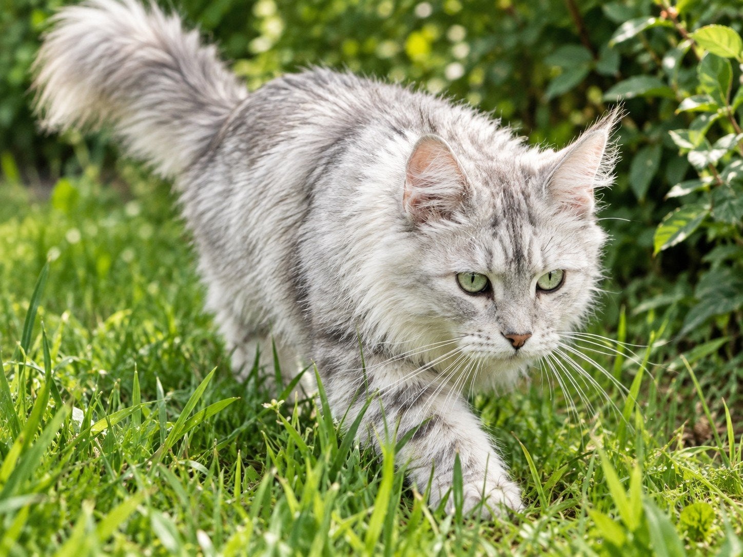 100% Maine Coon., Dieren en Toebehoren, Poes, Gechipt, 0 tot 2 jaar