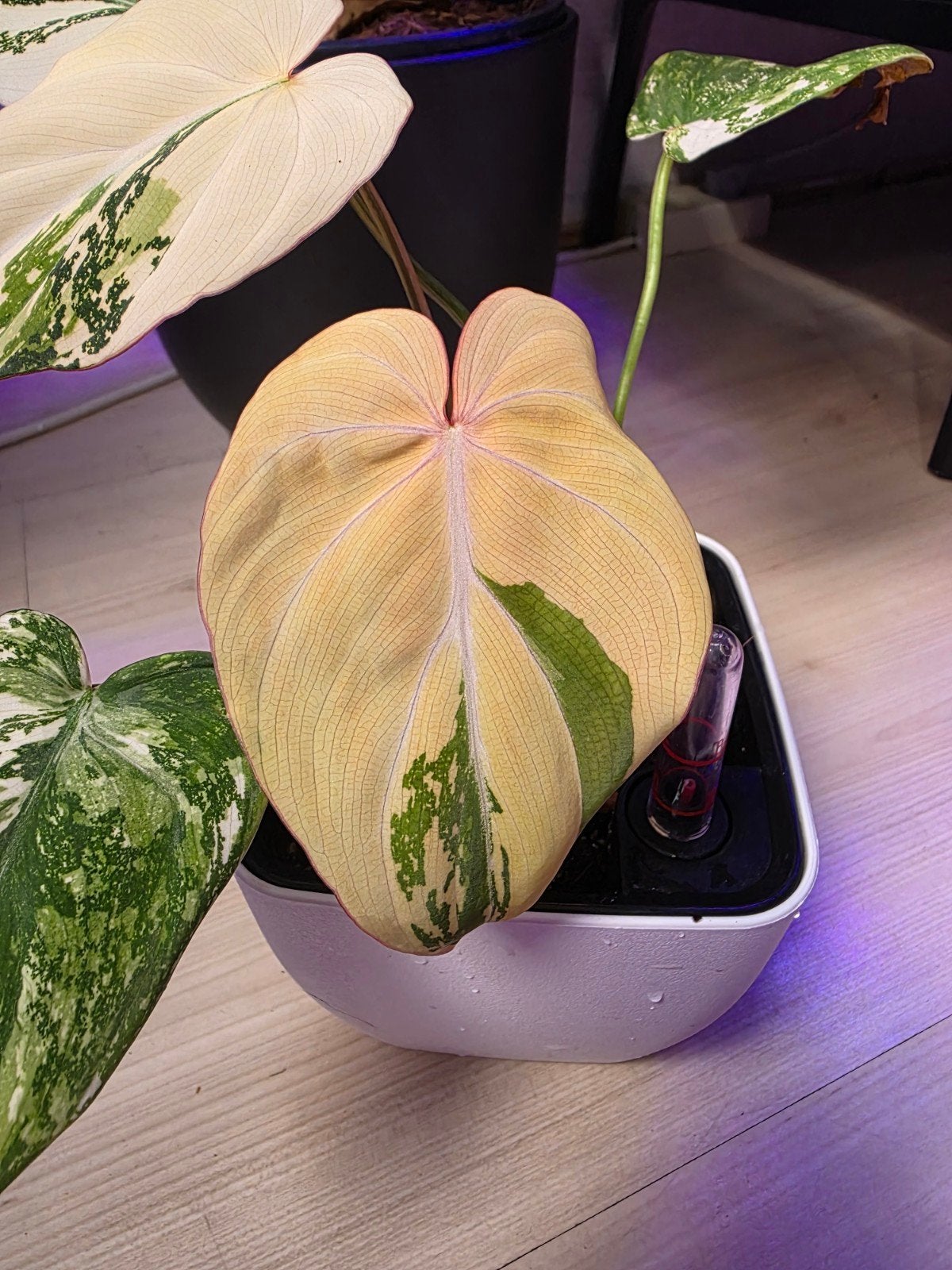 Philodendron Gloriosum tricolor, Ophalen of Verzenden, Halfschaduw, Minder dan 100 cm