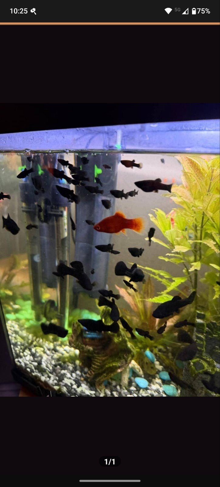Black Molly en Guppy's, Ophalen, Nieuw