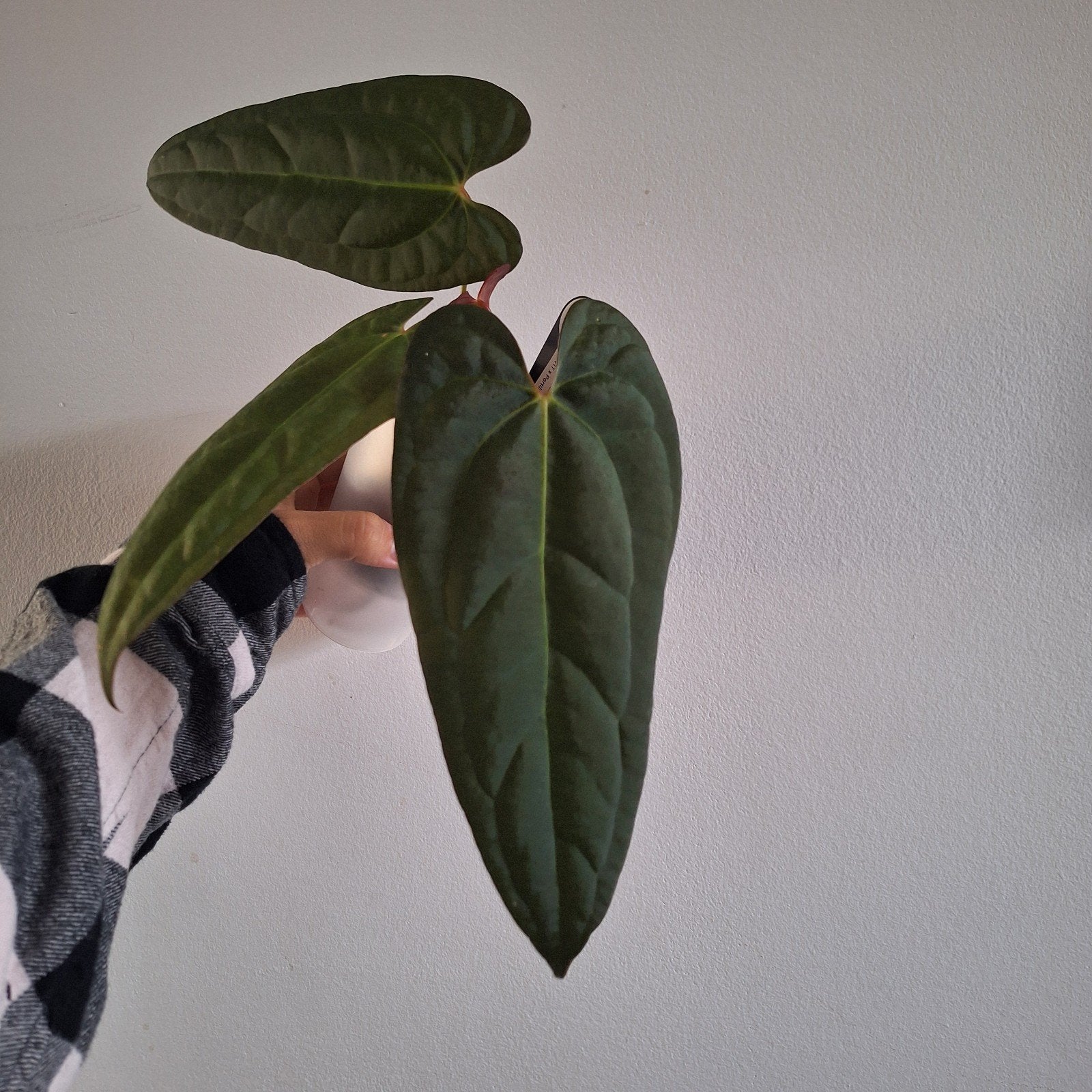 Anthurium BVIT x Portillae, Ophalen of Verzenden, Halfschaduw, Minder dan 100 cm