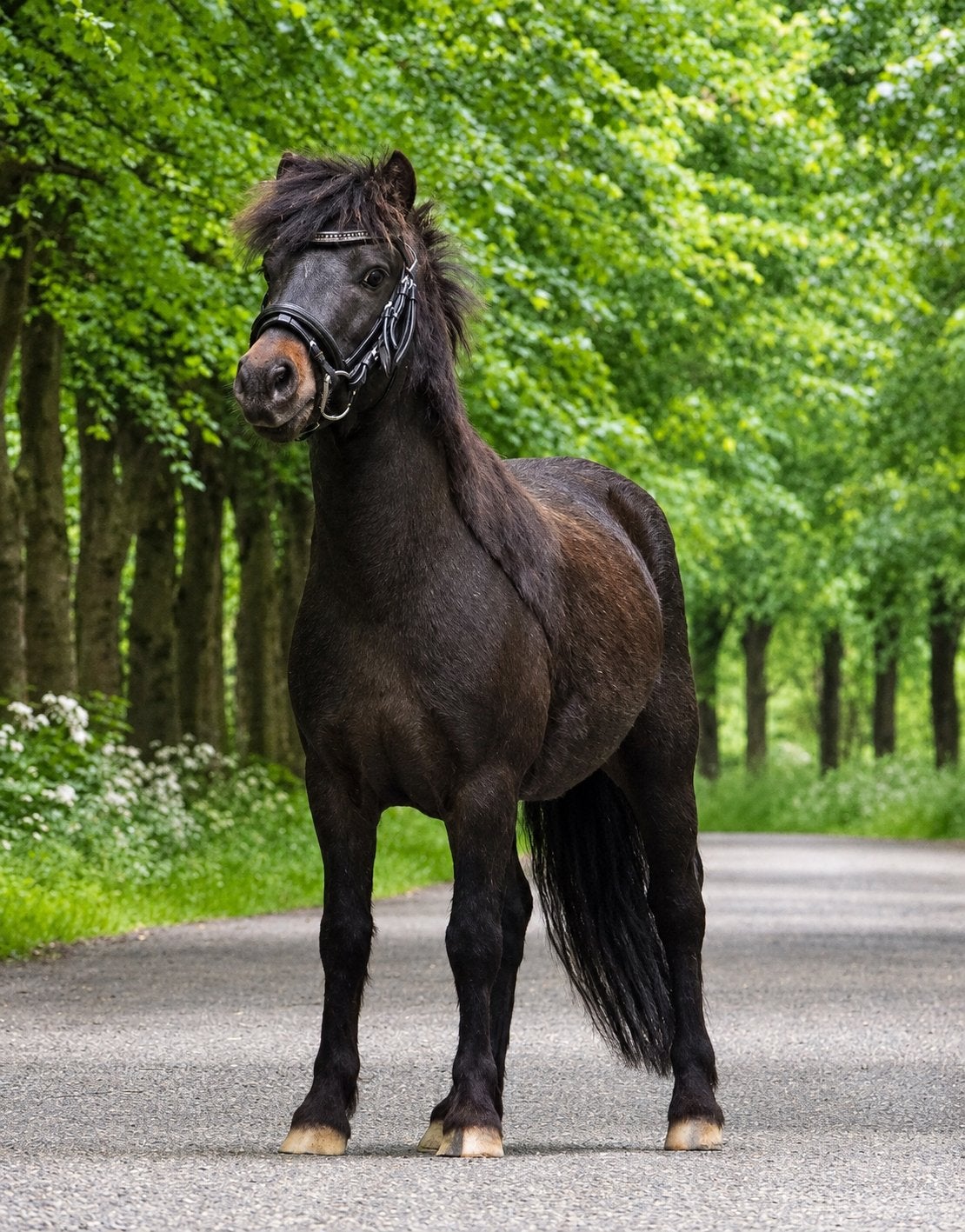 leuke A pony ruin te koop, Ruin, A pony (tot 1.17m), 3 tot 6 jaar