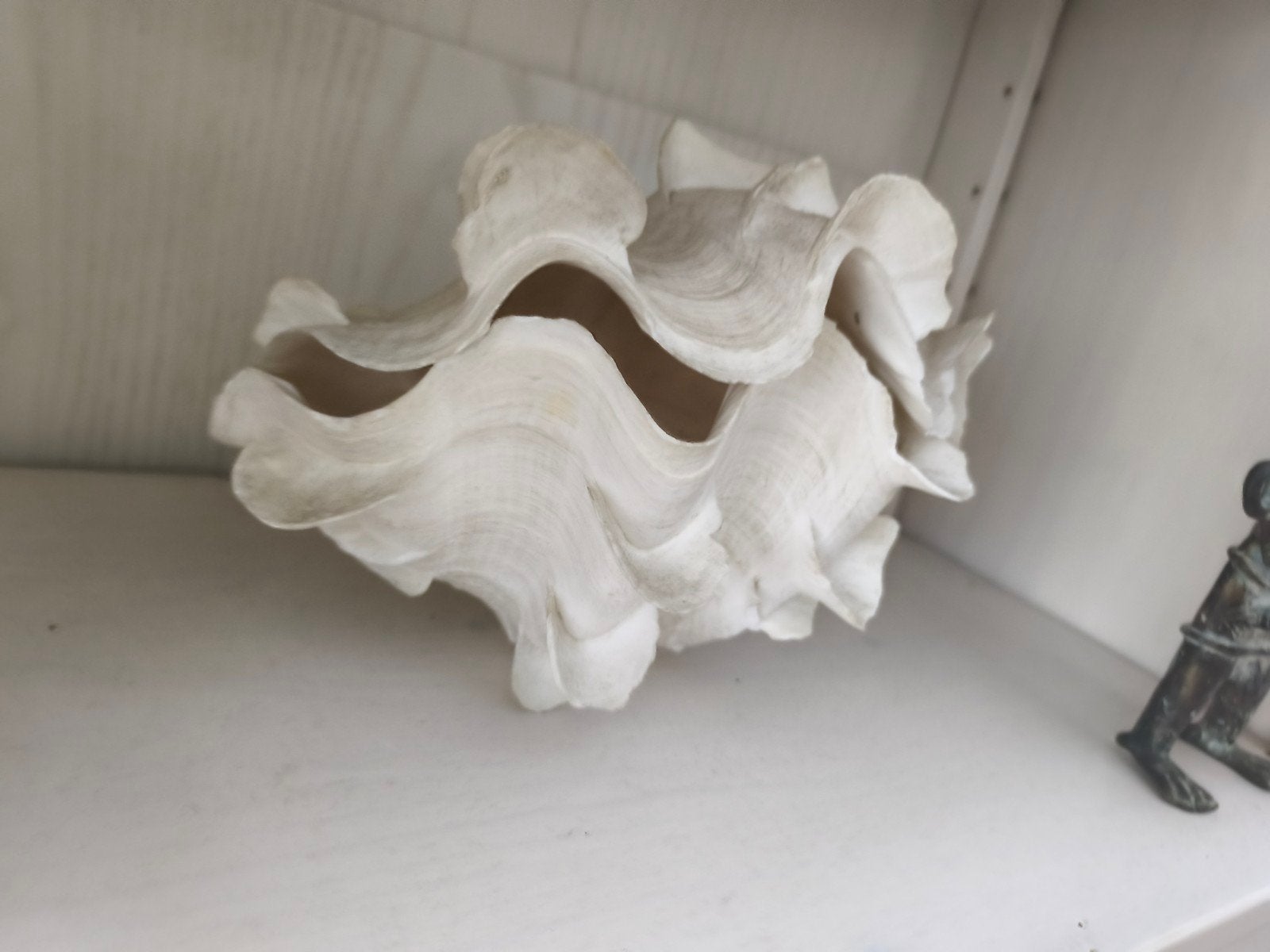 Decoratieve Schelp - Reuzenschelp, Ophalen of Verzenden, Zo goed als nieuw