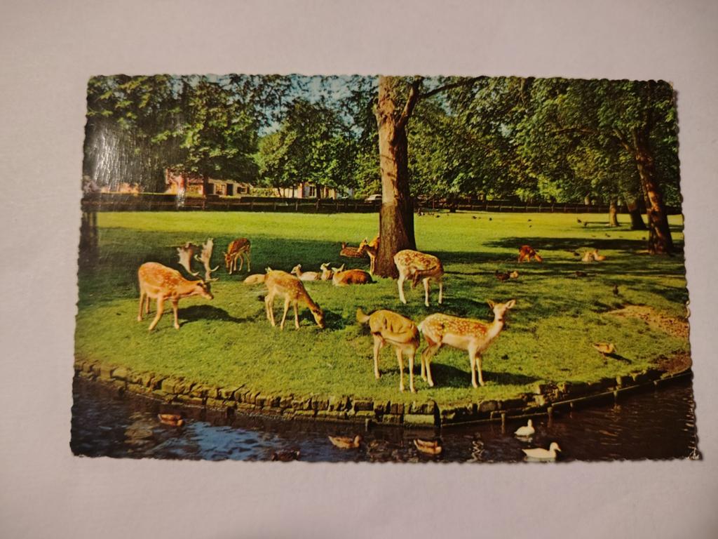Bergen, Ophalen of Verzenden, 1940 tot 1960, Noord-Holland