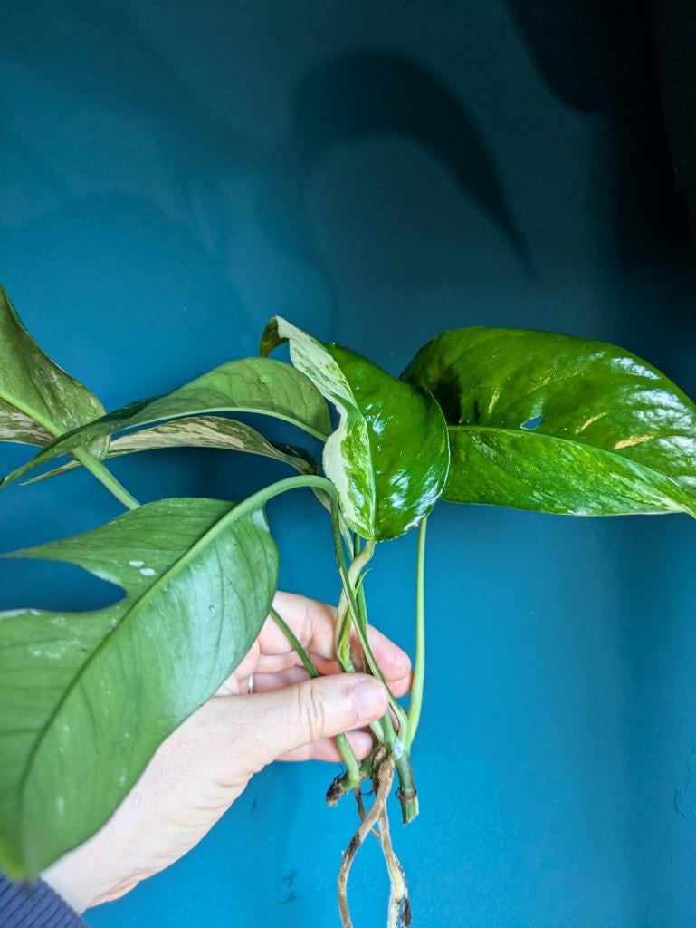 Epipremnum Pinnatum variegata Albo stek, Huis en Inrichting, Kamerplanten, Ophalen of Verzenden, Halfschaduw, Minder dan 100 cm